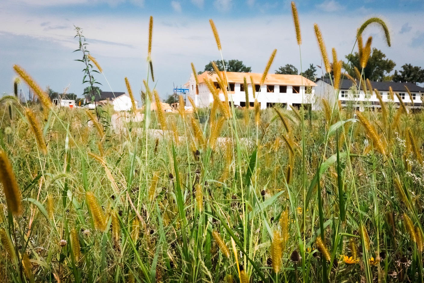 Prairie grasses in Dows Farm Agricommunity