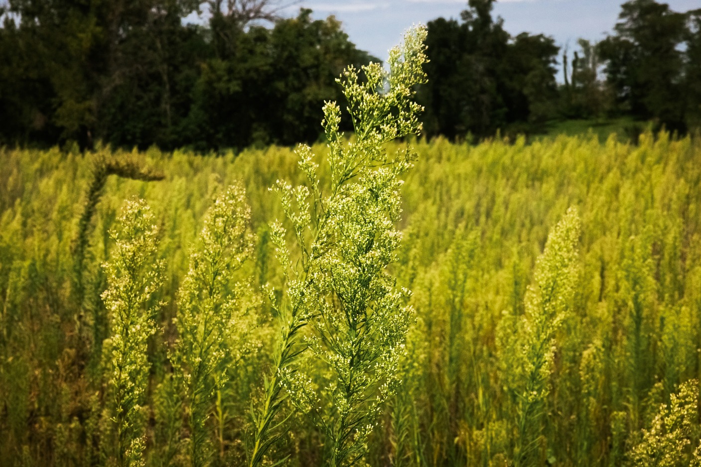 Horseweed in Dows Farm Agricommunity Horseweed in Dows Farm Agricommunity