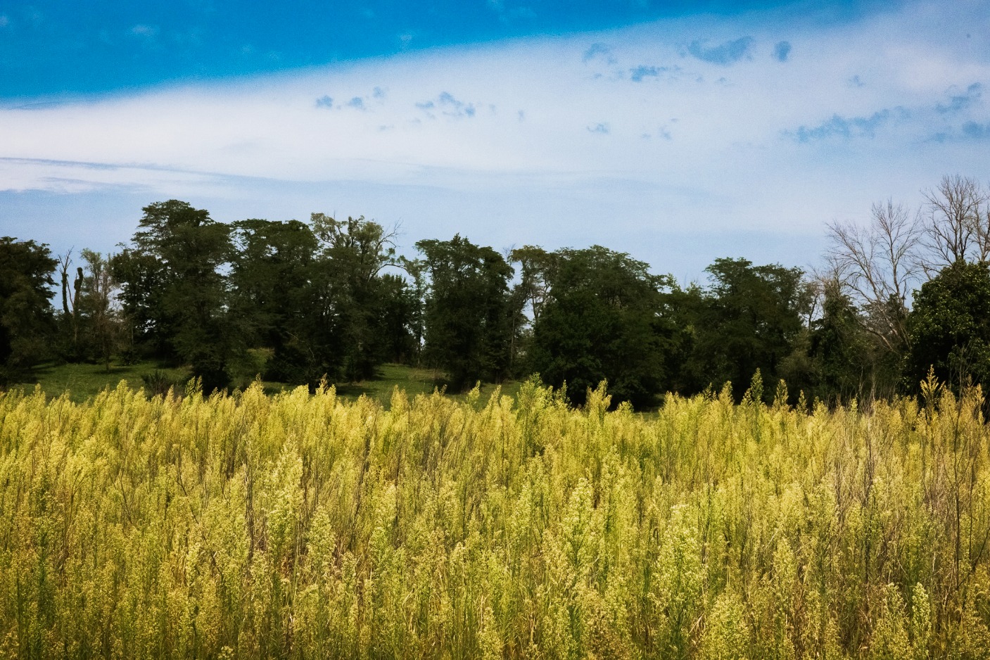 Horseweed nurse crop in Dows Farm Agricommunity Horseweed nurse crop in Dows Farm Agri-community