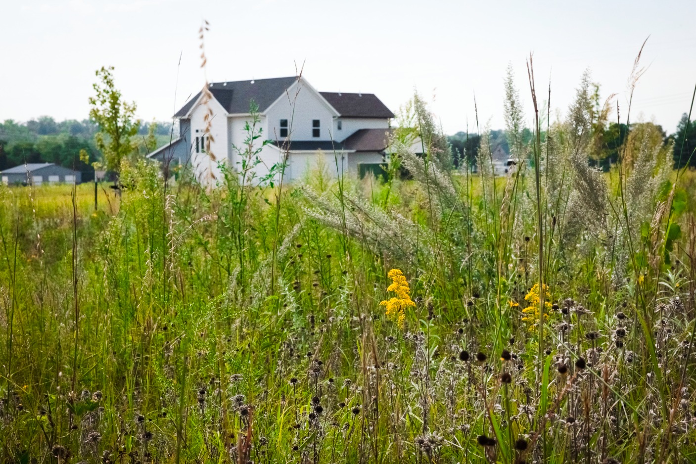 Tall native prairie grasses and wildflowers in Dows Farm Tall native prairie grasses and wildflowers in Dows Farm Agri-community